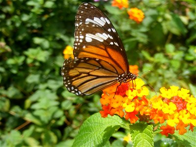 Striped Tiger photo