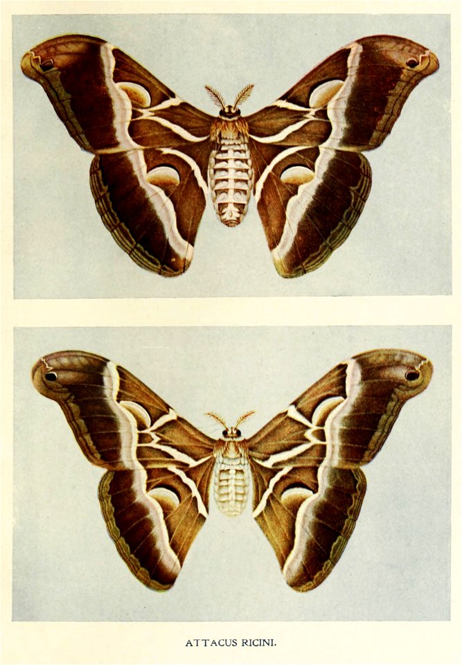 Picture from book Indian Insect Life: a Manual of the Insects of the Plains by Harold Maxwell-Lefroy.