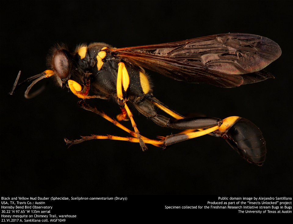 Black and Yellow Mud Dauber (Sphecidae, Sceliphron caementarium (Drury))
USA, TX, Travis Co.: Austin
Hornsby Bend Bird Observatory
30.22°N 97.65°W 135m aerial
Honey mesquite on Chimney Trail, warehous