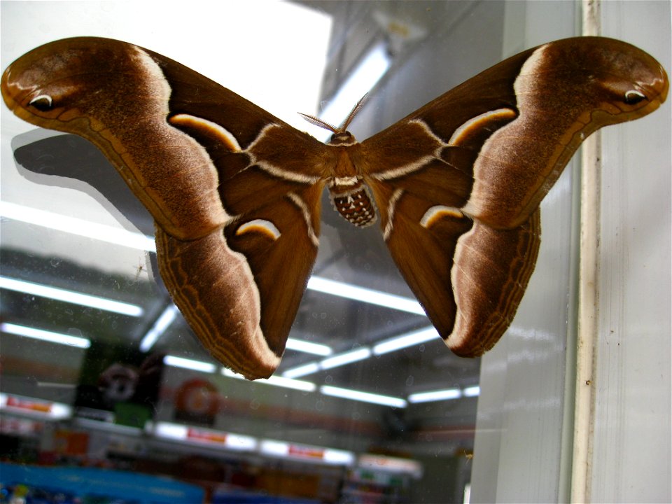 A picture of the silkmoth Samia cynthia, (シオヤアブ in Japanese), taken with a Canon Power Shot SD850 IS digital Elph camera in Kyoto, Japan.