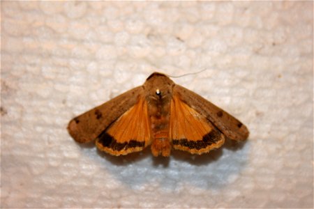 A Large Yellow Underwing in the Hough collection. photo