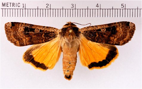 Adult Moth photo