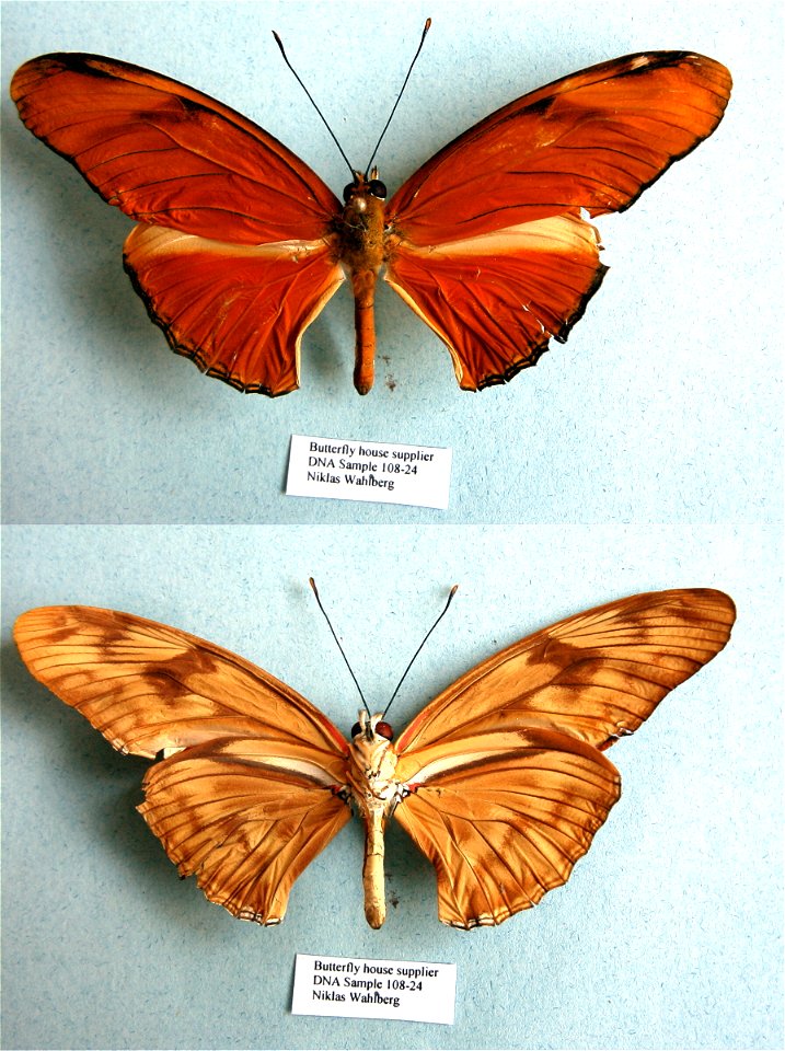 COSTA RICA.   PRS 2009,  Exemplar, PBStest,  <a href="http://nymphalidae.utu.fi/story.php?code=NW108-24" rel="nofollow">see in our database</a>