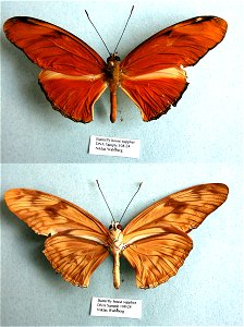 COSTA RICA. PRS 2009, Exemplar, PBStest, <a href="http://nymphalidae.utu.fi/story.php?code=NW108-24" rel="nofollow">see in our database</a> photo