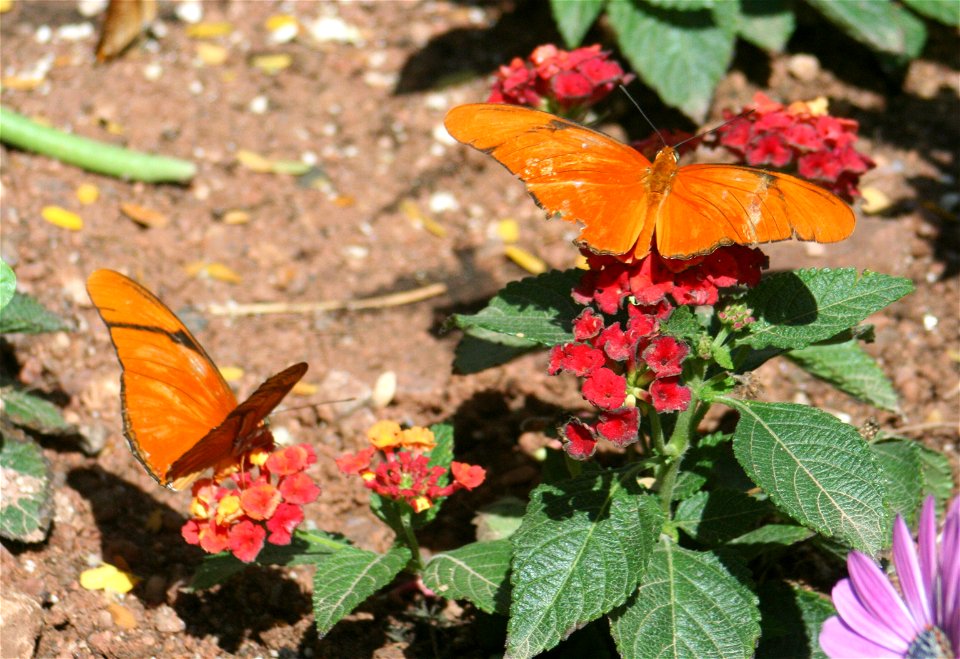 A pair of Julia butterflies (Dryas julia).  Photographed at the Desert Botanical Garden's Maxine and Jonathan Marshall Butterfly Pavilion, Phoenix, AZ.