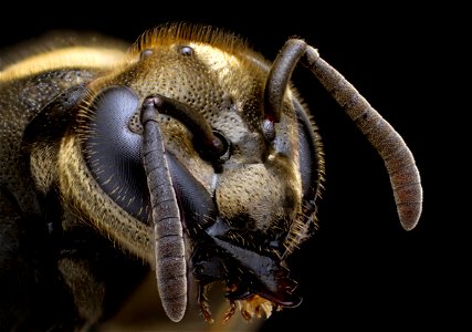 Close-up of the Mexican Honey Wasp (Brachygastra mellifica)