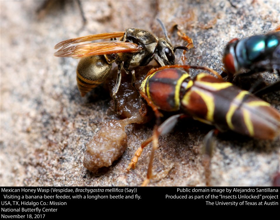 Mexican Honey Wasp (Vespidae, Brachygastra mellifica (Say))
Visiting a banana-beer feeder, with a longhorn beetle and fly.
USA, TX, Hidalgo Co.: Mission
National Butterfly Center
November 18, 2017



