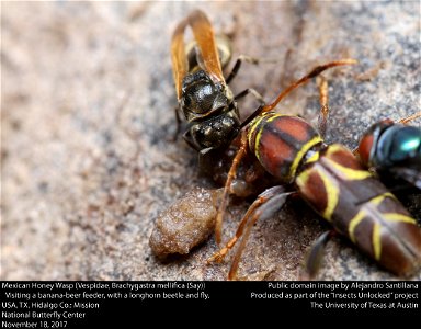 Mexican Honey Wasp (Vespidae, Brachygastra mellifica (Say)) Visiting a banana-beer feeder, with a longhorn beetle and fly. USA, TX, Hidalgo Co.: Mission National Butterfly Center November 18, 2017 photo