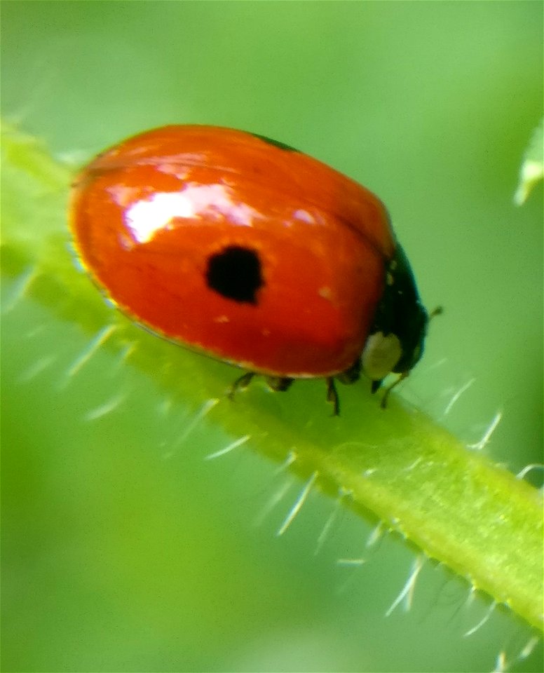 Two-spotted Lady Beetle (Adalia bipunctata) photo