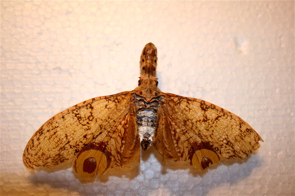 A Fulgora in the Hough collecton. Donated by Portage Northern High School.
