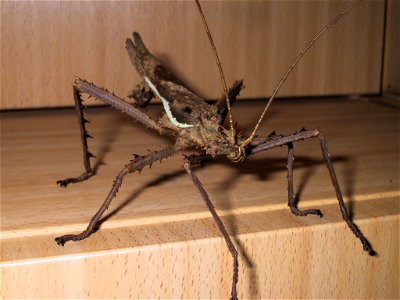 Heteropteryx dilatata - male
