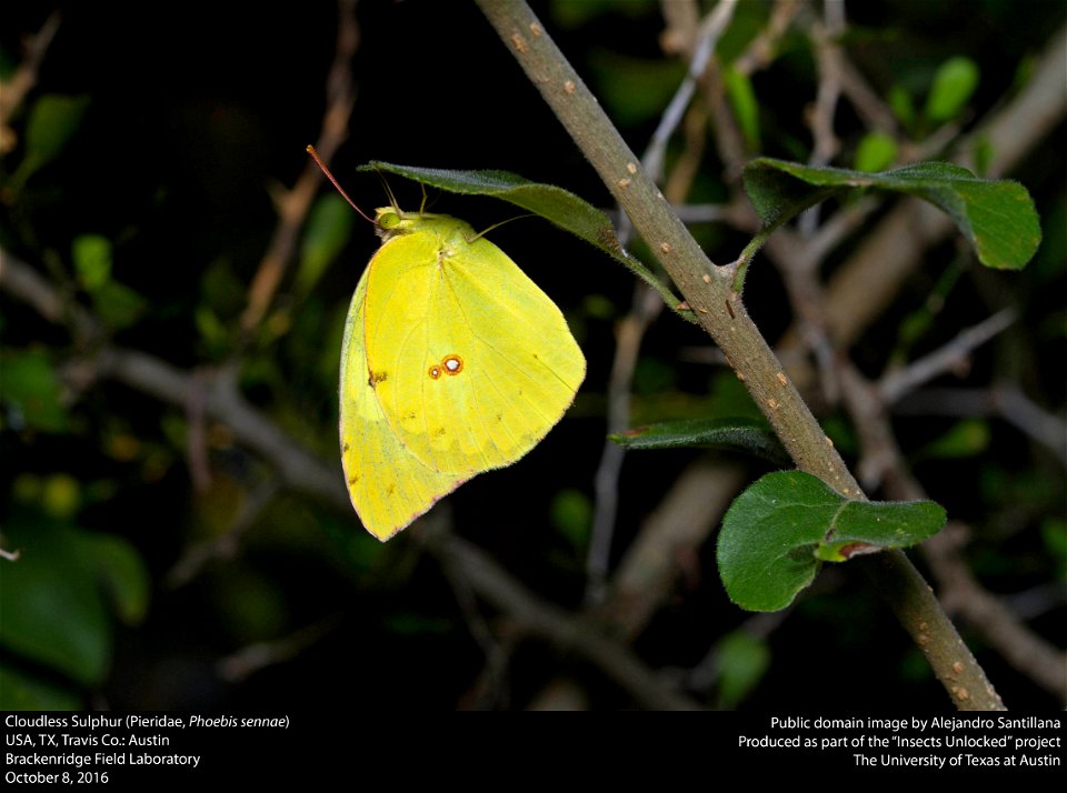 USA, TX, Travis Co.: Austin
Brackenridge Field Laboratory

08-x-2016