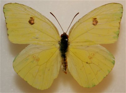 Female Cloudless Sulphur, Phoebis sennae photo