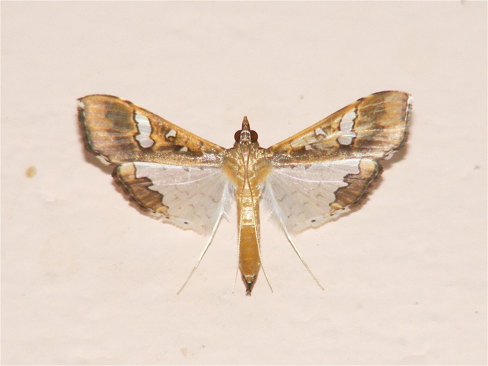 Maruca vitrata, crambidae