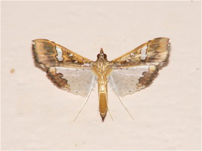 Maruca vitrata, crambidae