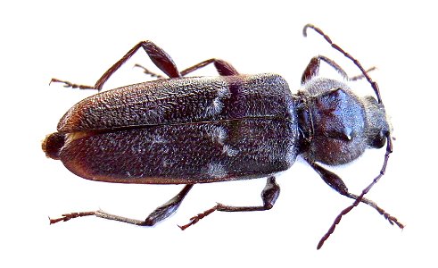 Hylotrupes bajulus photo