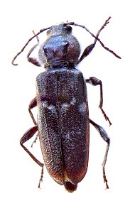 Hylotrupes bajulus01 v