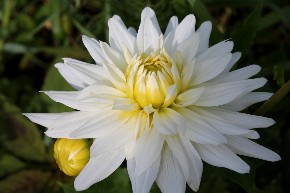 Flower dahlia garden