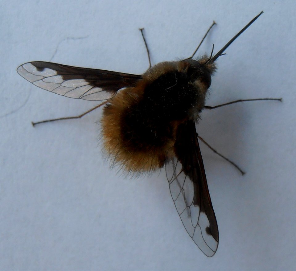Unknown hymenoptera (?), seen in Bad Friedrichshall (Southern Germany)