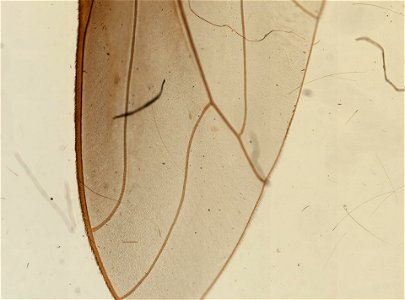 PRESERVED_SPECIMEN; ; ; microslide; ; IZ number 98865; lot count 1; Microslide 01, balsam, wings;
