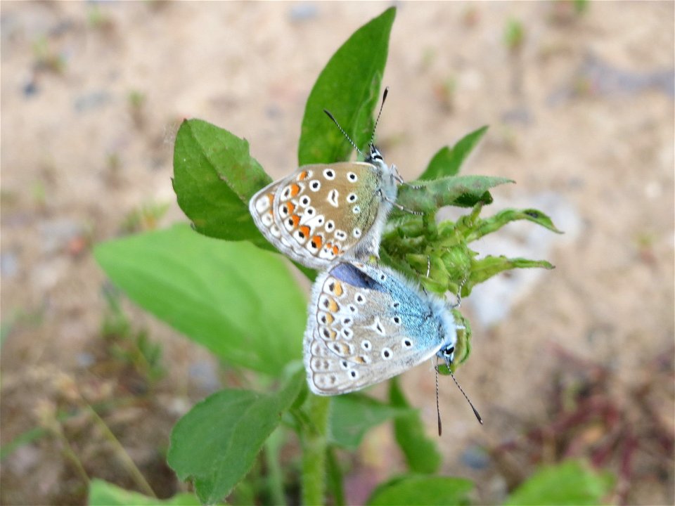 Hauhechel-Bläuling (Polyommatus icarus) in der Saaraue Güdingen