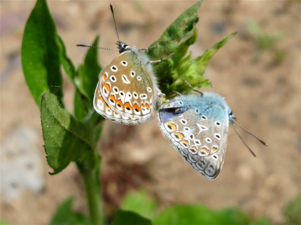 Hauhechel-Bläuling (Polyommatus icarus) in der Saaraue Güdingen