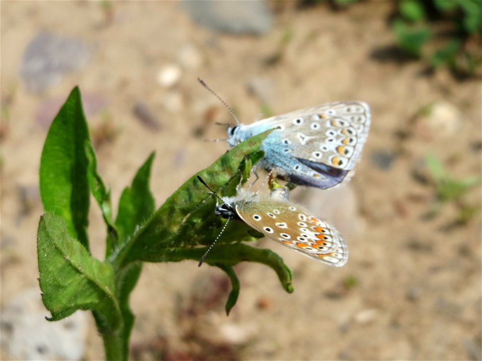 Hauhechel-Bläuling (Polyommatus icarus) in der Saaraue Güdingen