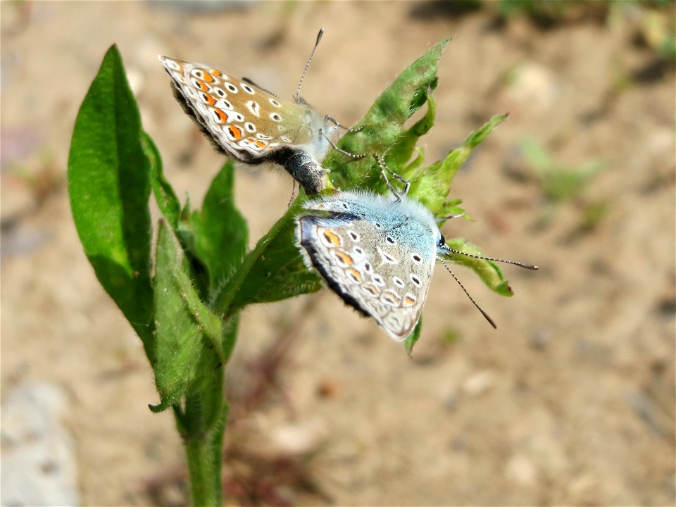 Hauhechel-Bläuling (Polyommatus icarus) in der Saaraue Güdingen