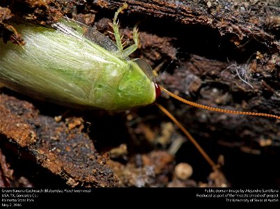 USA, TX, Gonzales Co.: 
Palmetto State Park

2-v-2016