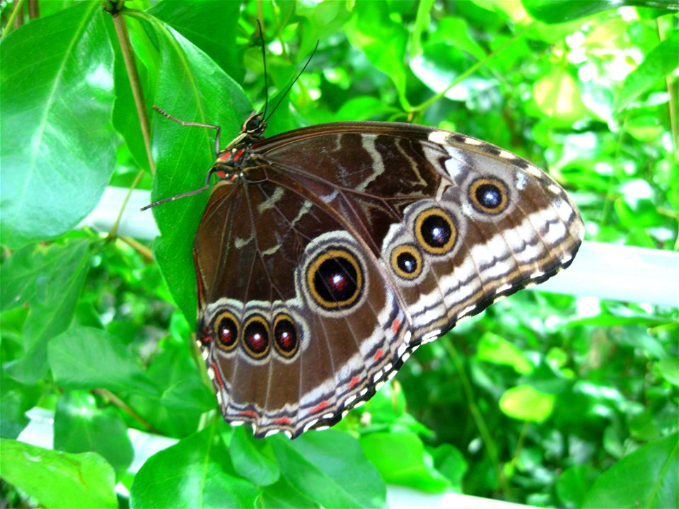 Blue Morpho butterfly, Morpho peleides