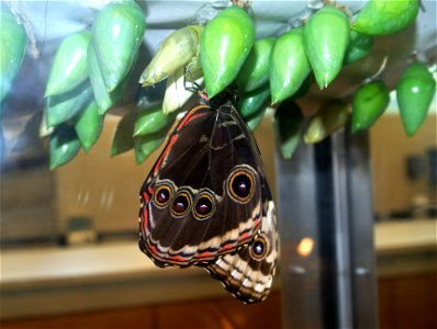 Morpho peleides recently emerged; Florida Museum of Natural History, Butterfly Rainforest.