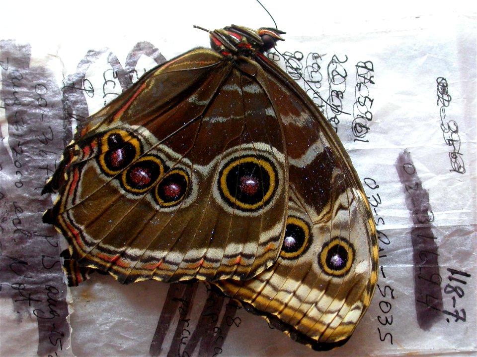 COSTA RICA.   Area de Conservacion Guanacaste, 03-srnp-5035,    <a href="http://nymphalidae.utu.fi/story.php?code=NW118-7" rel="nofollow">see in our database</a>