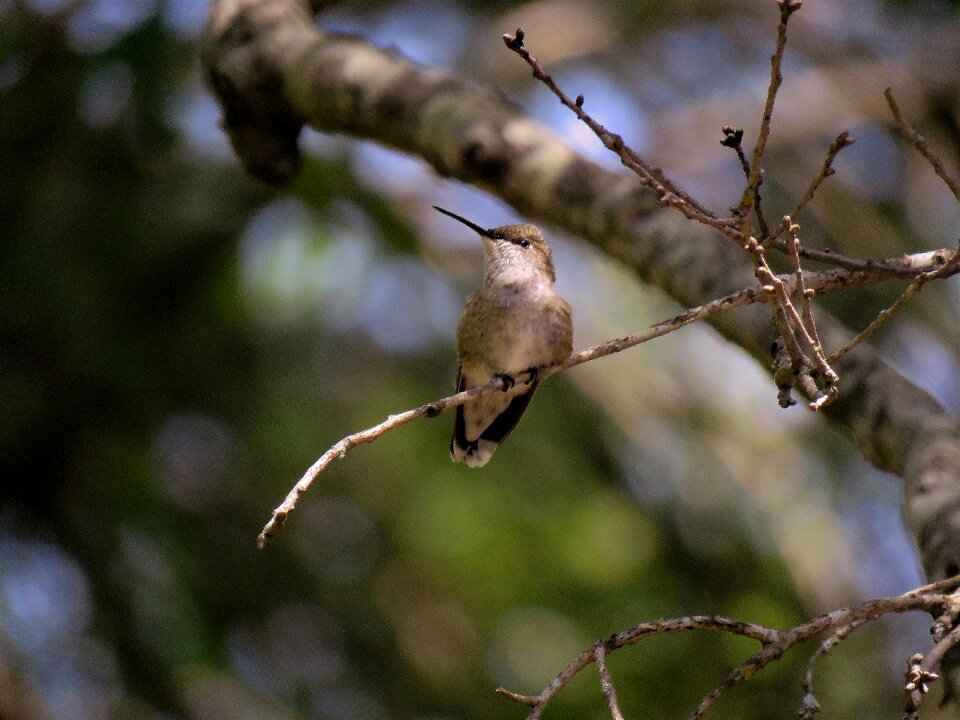 Wildlife wild tiny