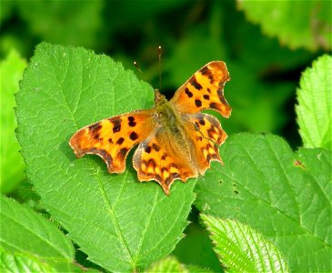 A little bit the worse for wear.

Newland Grove nature reserve, Chelmsford