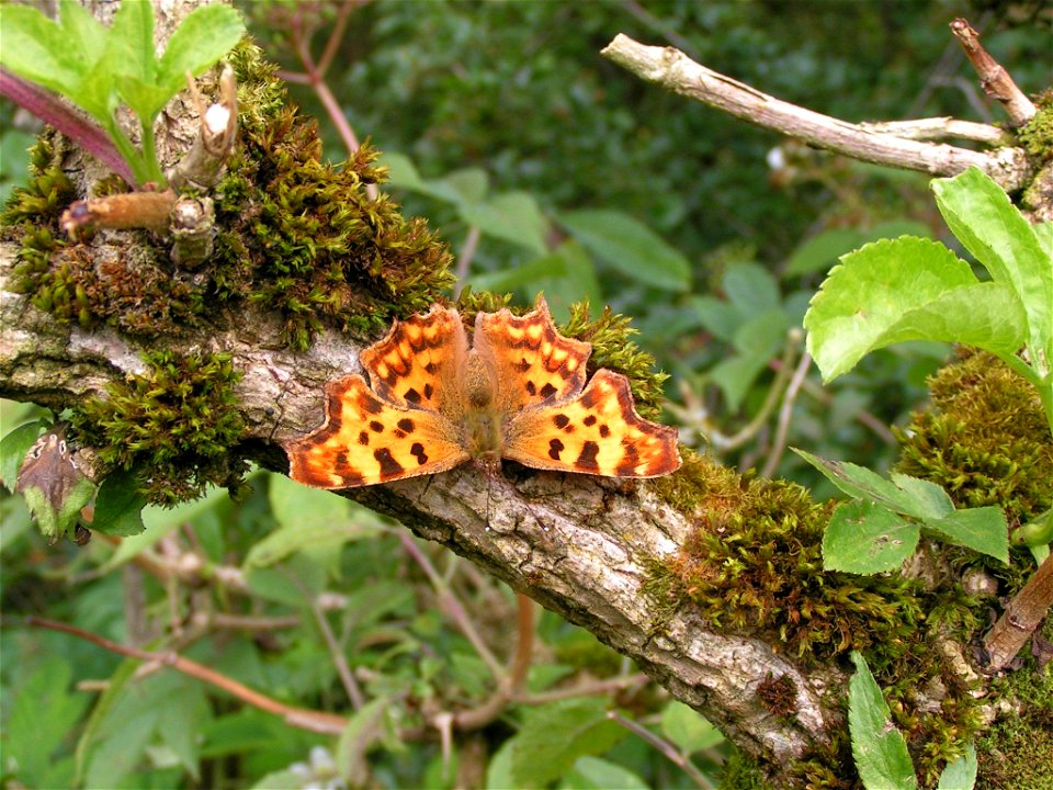 Adult Comma Polygonia c-album, Derbyshire, England 24th July 2004.