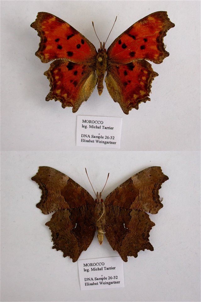 MOROCCO.  Moyen Atlas central, Djebel Tarharhat, 1800-2000m, W Itzer,  BMC 2009,  mark: 112I02,  <a href="http://nymphalidae.utu.fi/story.php?code=EW26-32" rel="nofollow">see in our database<
