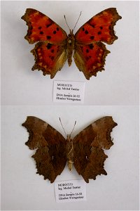 MOROCCO.  Moyen Atlas central, Djebel Tarharhat, 1800-2000m, W Itzer,  BMC 2009,  mark: 112I02,  <a href="http://nymphalidae.utu.fi/story.php?code=EW26-32" rel="nofollow">see in our database<