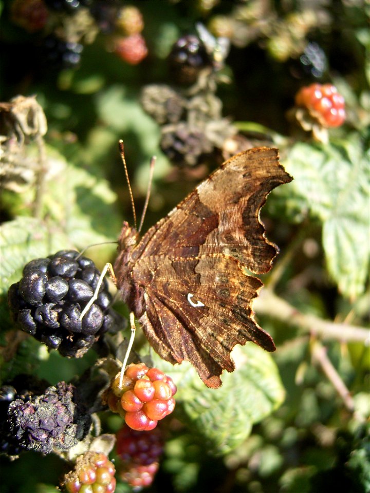 This photo shows Polygonia c-album