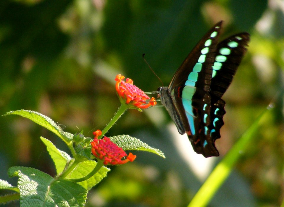 Common Blue bottle_Graphium sarpedon