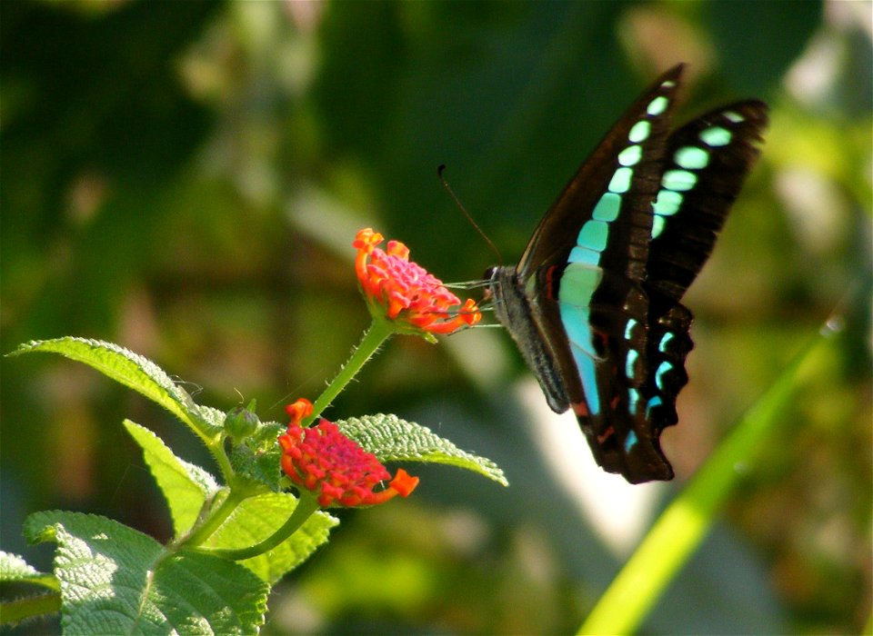 Common Blue bottle_Graphium sarpedon photo