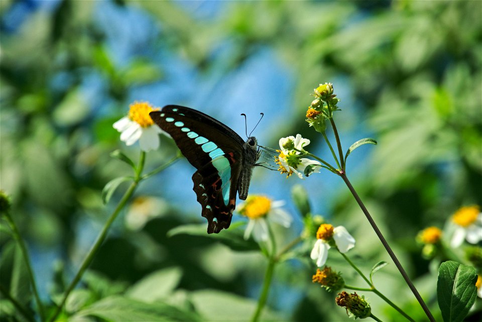 Graphium Sarpedon Nipponum