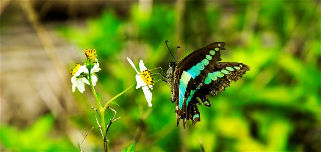 Retouched and favourites  Chromecast backdrops Bugs of Okinawa