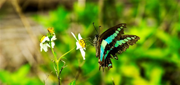 Retouched and favourites Chromecast backdrops Bugs of Okinawa photo