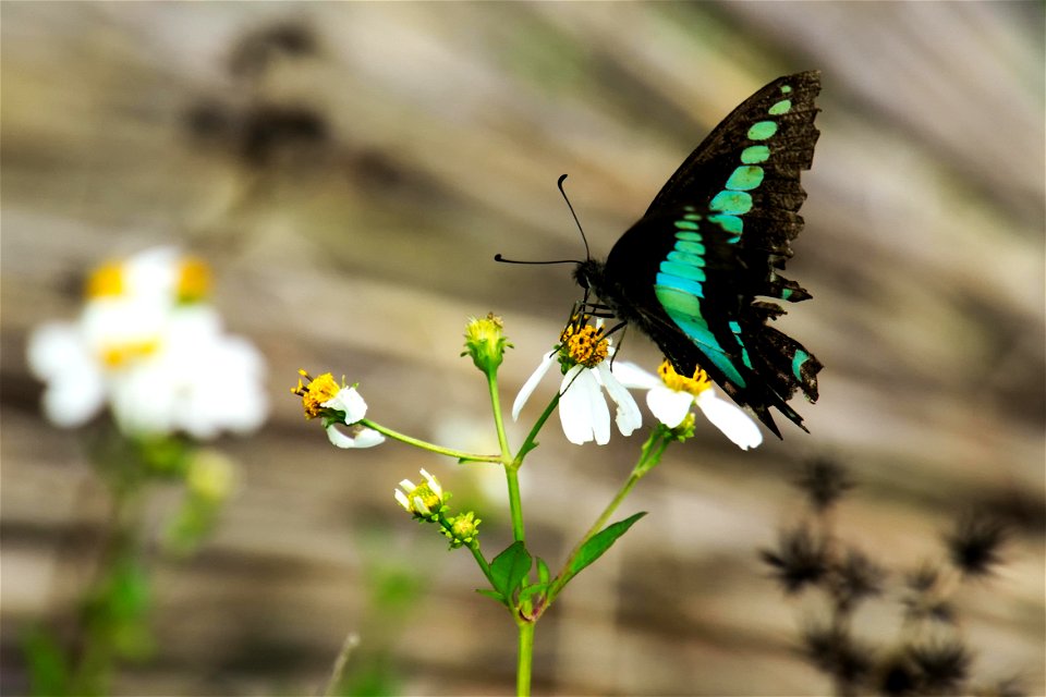 Retouched and favourites  Chromecast backdrops Bugs of Okinawa