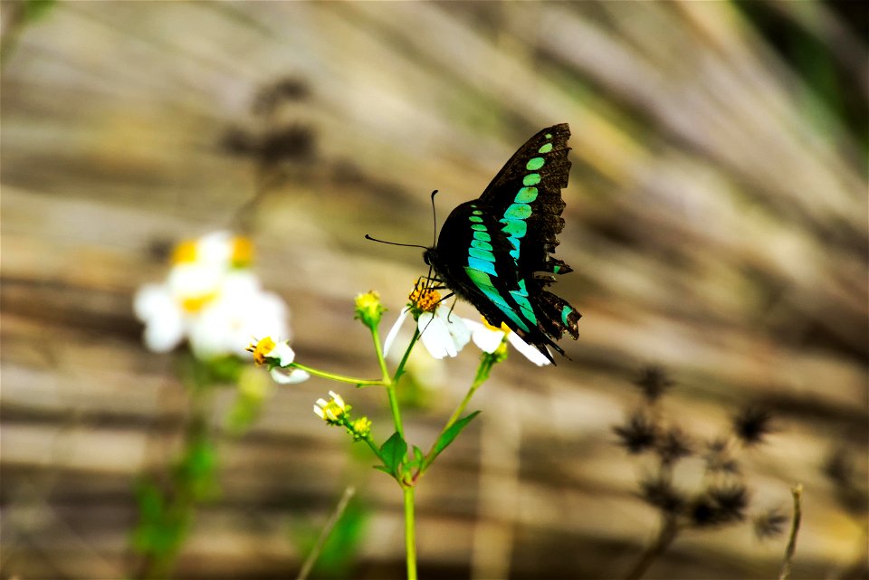 Chromecast backdrops Bugs of Okinawa