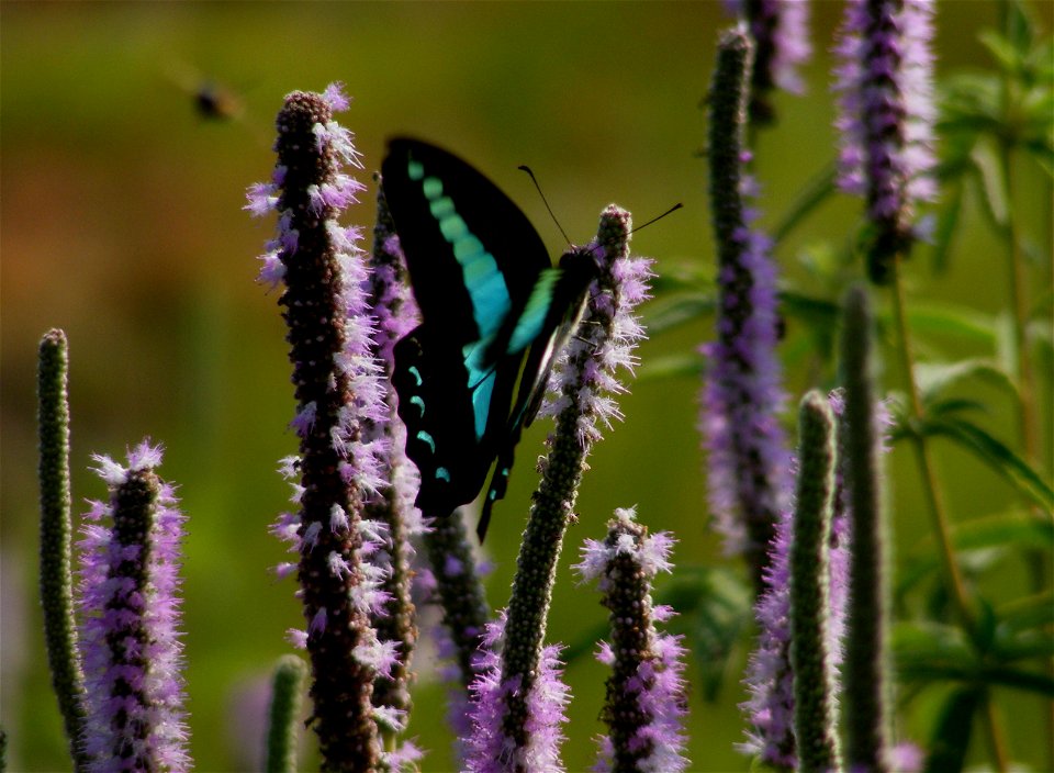 Common Bluebottle_Graphium sarpedon