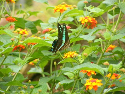 common blue bottle