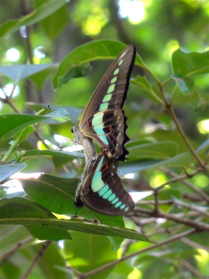 アオスジアゲハ [青条揚羽] [Common Bluebottle] [Graphium sarpedon]-交尾