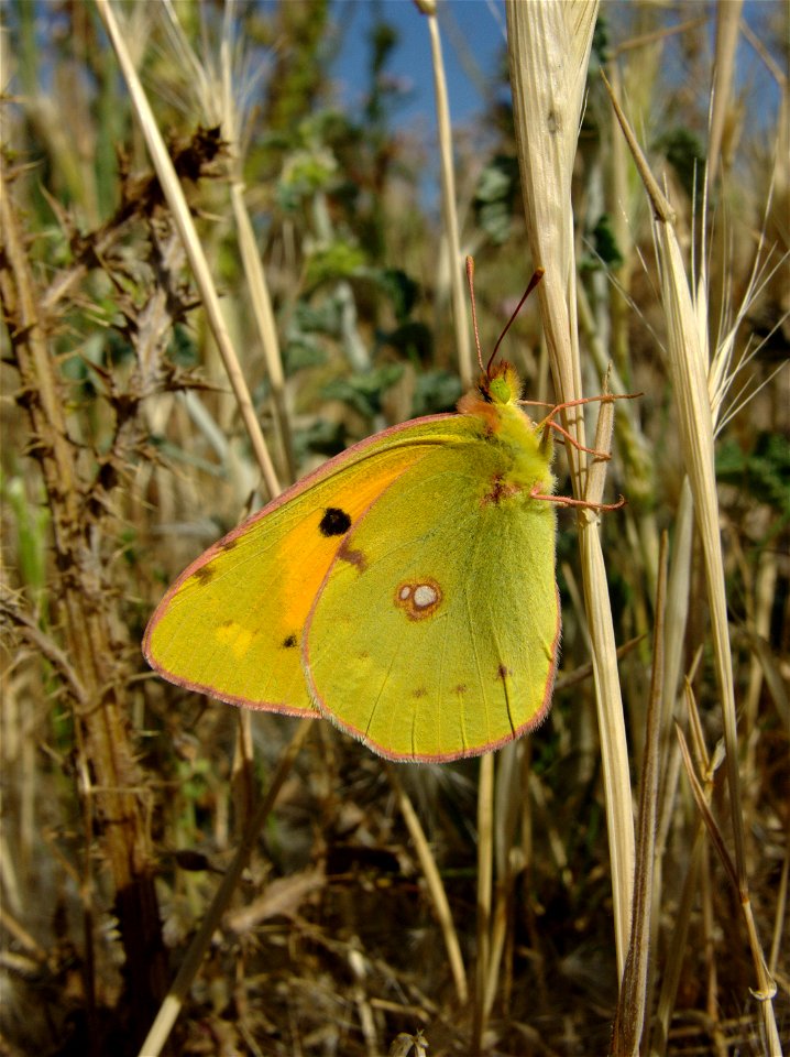 Colias croceus (Pieridae). Rivas Vaciamadrid, Madrid, España.