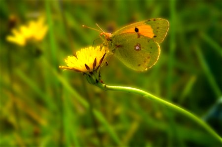 Yellow butterfly Colias Crocea. photo